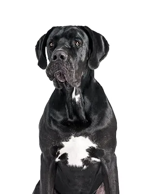 Karlie Shampoo for black fur dog shampoo 300 ml - product information 3