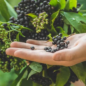 Frontier Co-op Whole Elderberries 8 oz (227 g) - Elderberries