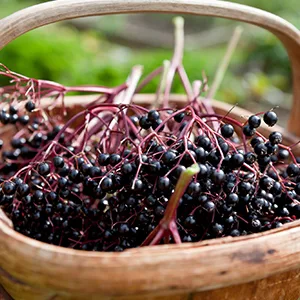 Frontier Co-op Whole Elderberries 8 oz (227 g) - Elderberries Sourced