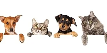 vetvisan animal probiotic 100 grams - intestinal regeneration for pets - Hund, Katze