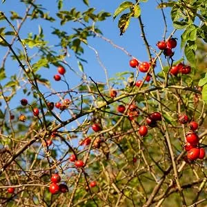 Frontier Co-op Organic Seedless Rosehips 8.29 oz (235 g) - Sourced from Bulgaria