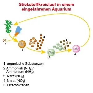 Sera Nitrit -Minus 5 LTR. - Water supply aquarium immediate help against nitrite removed up to 1.5 mg/l nitrite per dosage bends nitritpeak before 5 liters of single - Stickstoffkreislauf