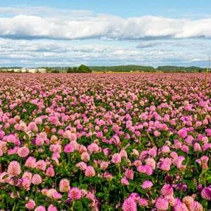 Frontier Co-op Organic Red Clover Blossoms 0.71 oz (20 g) - ORGANIC FROM BULGARIA