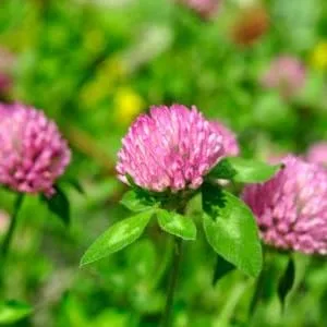 Frontier Co-op Organic Red Clover Blossoms 0.71 oz (20 g) - RED CLOVER BLOSSOMS