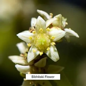 Banyan Botanicals Triphala 90 Tablets - bibhitaki