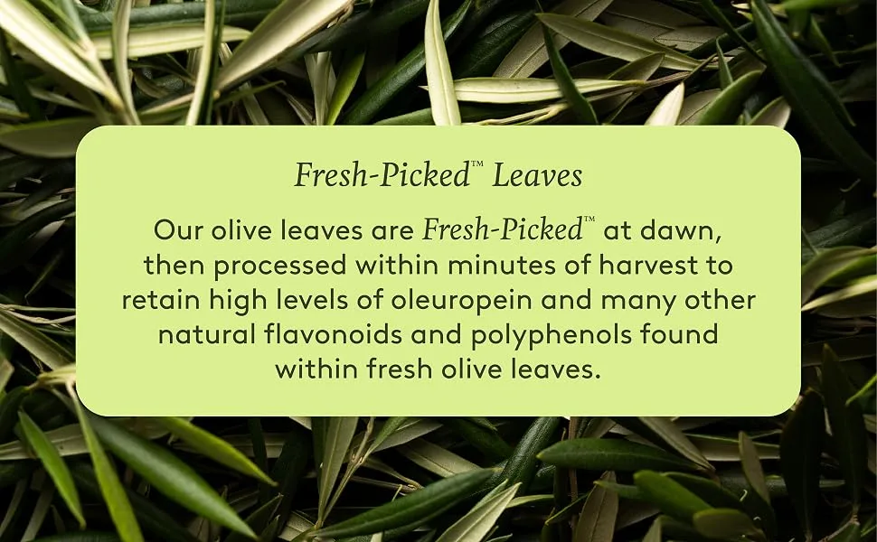 Comvita Olive Leaf Extract 16.9 fl oz ( 500 ml) - Our olive leaves are Fresh-Picked then processed within minutes of harvest.