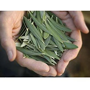 Barlean's Olive Leaf Complex Peppermint 8 oz ( 227 g) - product information 12