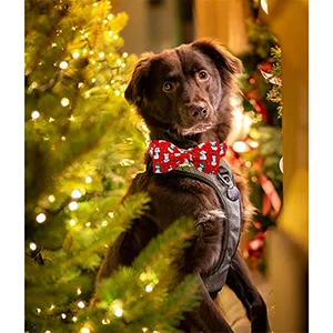 Lionheart Glory Christmas Dog Hall Band red dog-loop collapse adjustable soft loop neck straps for small dogs girl or boys' collar. - product information 3