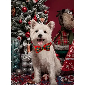 Lionheart Glory Christmas Dog Hall Band red dog-loop collapse adjustable soft loop neck straps for small dogs girl or boys' collar. - product information 4