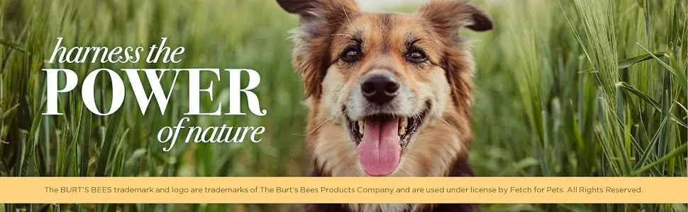 Burt's Bees Deodorizing Shampoo for Dogs with Apple & Rosemary 16 fl oz (473 ml) - burt