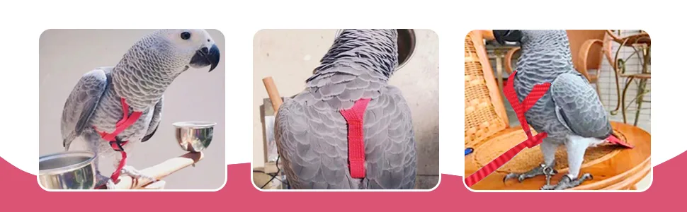Mioyoow parrots flight harness adjustable parrot flying training rope portable bird dishes lead for small medium -sized parrot wave siels Lovebirds nymphensittiche xl - product information 7