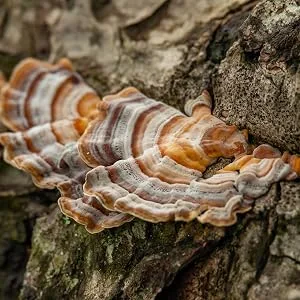 Teeccino Mushroom Herbal 'Coffee' Turkey Tail Astragalus Medium Roast Caffeine Free 10 oz (284 g) - Turkey Tail mushroom tea has been used to prevent cancer and strengthen the immune system
