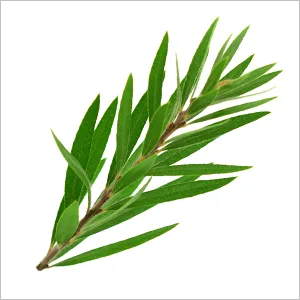 Cliganic 100% Pure Essential Oil Tea Tree 0.33 fl oz (10 ml) - Organic Tea Tree