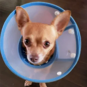 Vivifying pet hews adjustable from 20-24.5 cm lightweight protective collar for puppies small dogs and cats (blue-l) blue-L - Halskrause Hund