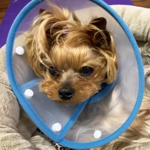 Vivifying pet hews adjustable from 20-24.5 cm lightweight protective collar for puppies small dogs and cats (blue-l) blue-L - Halskrause Hund