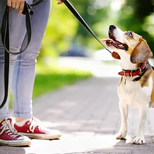 Onisall freehand linen for small & medium -sized dogs dog leash 2.5m adjustable exercise leash & guide |Nylon double liners with 2 carabiners black - product information 9