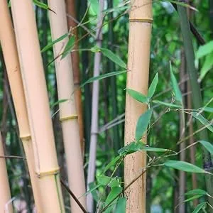 Bamboo Oriculi 6x - Ecological ear treatment for replacement cotton stem - bambus