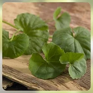 H&C Gotu Kola (Centella Asiatica) Capsules/Tablets 750 mg 150 pieces (5 months) for memory and concentration - SPN-FOR1