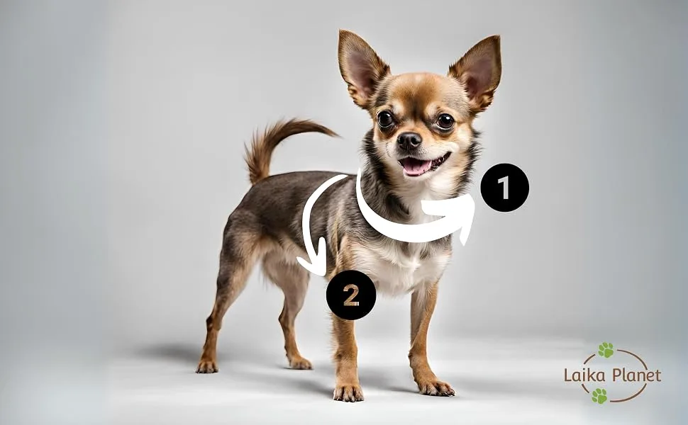 Dog harness in H-shaped with multiple position leash and loop made of velvet dishes for small medium and large dogs premium harness (red m) m red - Anleitung zur Ermittlung der Geschirrgröße