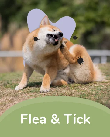 Kin+Kind Flea + Tick Prevent Dog + Cat Protect Spray Lemongrass 12 fl oz (354 ml) - kin+kind Flea & Tick