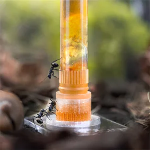 Ant food mix set - standard - Honig