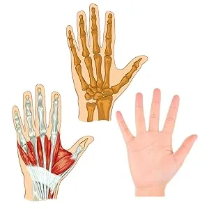 Voarge Hand therapy balls 3-Set finger wrist arthrosis training hand exercise balls hand therapy exercise balls silicone finger strengthening relieves stress (multi-colors) - product information 4