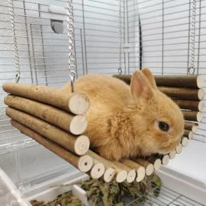 Rabbit wood swing playing multifunctional wooden hamster swing hammock natural cute resting platform large space for racing mice sparrows for hamsters (20 * 30 cm) 20 * 30 cm - Hamster Holzschaukel