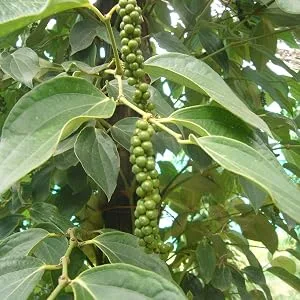 Spicebar spice kitchen black pepper whole 400g in premium organic quality suitable for the mill - Grüne Kampot Pfefferrispen