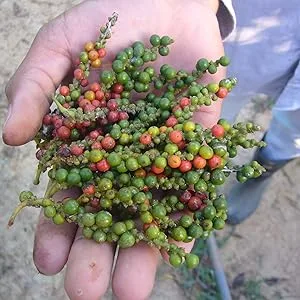 Spicebar spice kitchen black pepper whole 400g in premium organic quality suitable for the mill - Pfefferrispen