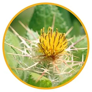 Carvomin digestive drops 50 ml solution - Kraut
