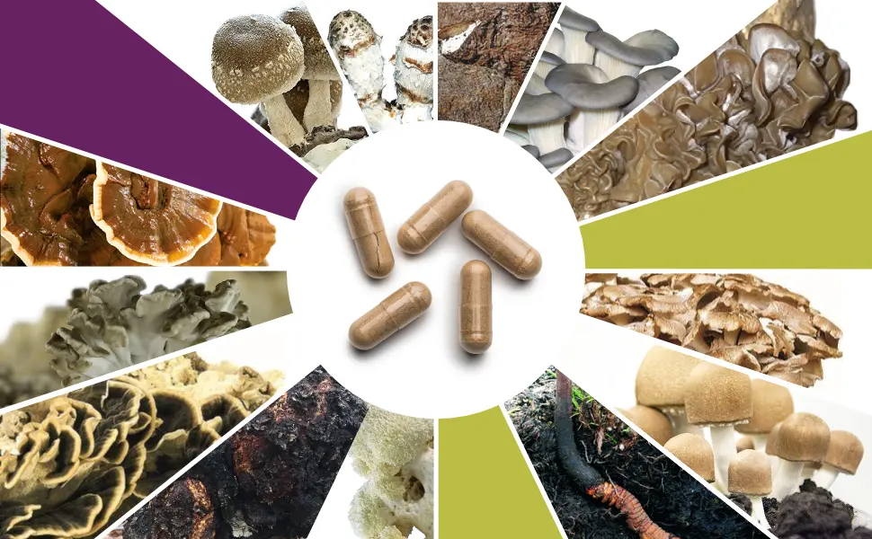 Hericium powder | 93 mushroom capsules each 500mg powder | Superfood 100% vegan ORGANIC Hericium - Pilzvariation