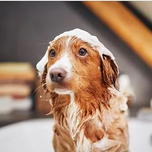 Lillis Naturals Dog Shampoo (Pump Cap) - Hundeshampoo 1