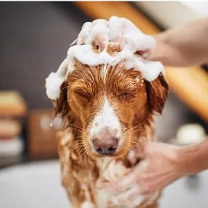 Lillis Naturals Dog Shampoo (Pump Cap) - Hundeshampoo 2