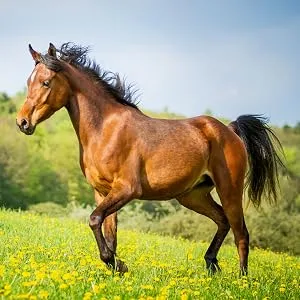tierlieb selenium tablets for horses | With vitamin E | ADMR compliant | Dietary supplementary feed | 500 tablets - tierlieb Sanct Bernhard für Pferde
