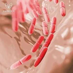 Cultures complex probioglow 21 cultures 30 billion bifidobacteria and lactic acid bacteria Resistant strength type 3 acacia fibers resist.Maisdextrin glutamine - product information 6
