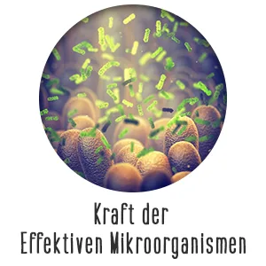Microbiota - effective microorganisms to take!Dietary supplements with living microorganisms - 31 bacterial strains for the optimal balance of the microbiome.(Microbiota classic) - Kraft der Effektiven Mikroorganismen
