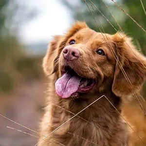 Yuup! detangling conditioner for dogs 250ml - Hund-Behandlung-Kosmes