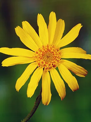 DHU Arnica D30 globules 10 g globules - Arnica