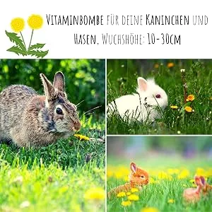 Dandelion seeds for rabbits - wild herbs seed as an optimal feed supplement for rabbits guinea pigs and turtles (50 000 seeds) - product information 3