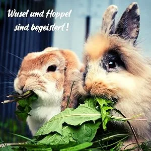 Dandelion seeds for rabbits - wild herbs seed as an optimal feed supplement for rabbits guinea pigs and turtles (5 000 seeds) - product information 2