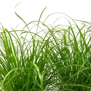 Common cat grass (Cyperus alternifolius 'Zumula') (6) - Katzengras, Grünpflanze