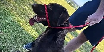 All in One Halter/Halter against pulling suitable for all dogs Blue - Superweiches, geflochtenes Nylon