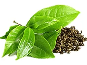 Golden Tree active combustion. - GREEN TEA