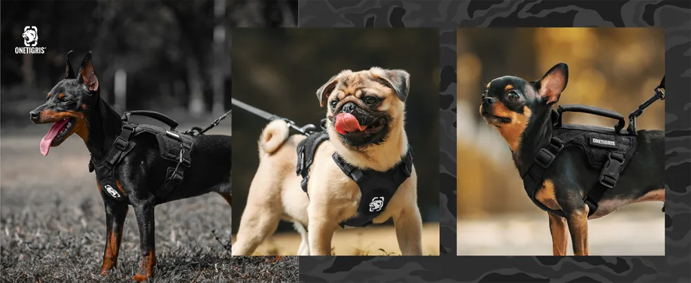 Oneigris dog harness and leash set Mini Trooper puppy dishes with control handle for extra small/small medium -sized dogs black XS XS black - Hundegeschirr