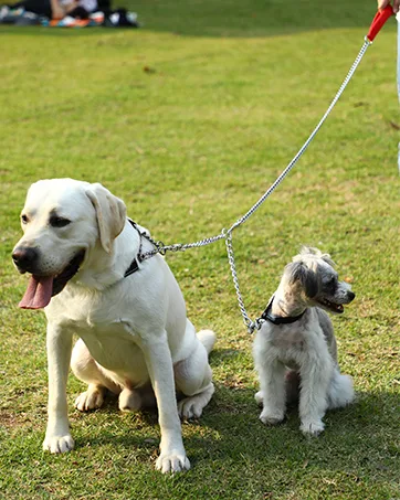 HAPPY HACHI Adjustable Double Dog Leash Coupler No Tangle Nylon Twin 2 Pet Trainer Leash Splitter S 33-50 cm Black - product information 23
