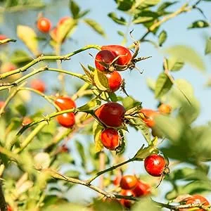 Carlyle Vitamin C 1000mg - 300 Vegetarian Caplets - rosehips
