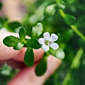 Carlyle Bacopa Monnieri Capsules - 1000 mg - 180 Capsules - product information 2
