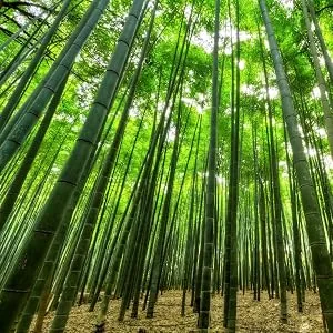 1200 Bamboo Cotton Buds (6 x 200 pieces) 100% Plastic-Free Biodegradable Vegan & Sustainable Pure Natural Product - Bambus-Wald