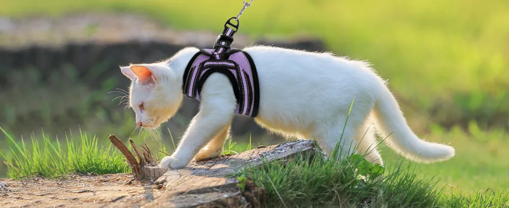 Rabbitgoo cat dishes cat linen set cat dishes with leash dishes cats outbreaked. - Katzengeschirr
