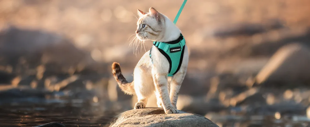 Rabbitgoo cat dishes with a line software for cat breastware cat harness cat sets out of breakage -proof. - katzengeschirr